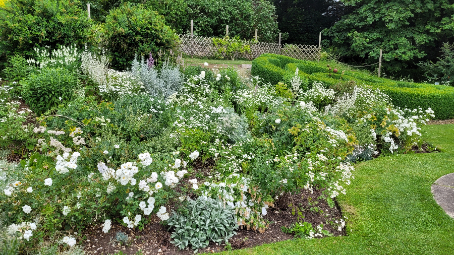 An image of a border full of white coloured blooms.